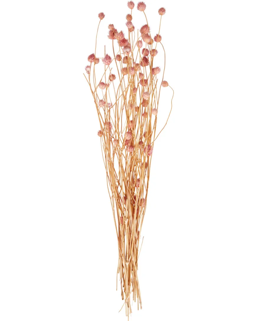 Trockenblumenstrauß Gomphrena ca. 59 cm-KiK Onlineshop Outlet